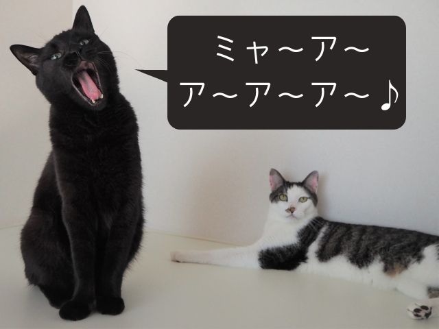 発声練習をしている猫の画像です。