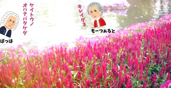 ケイトウの花の画像です。